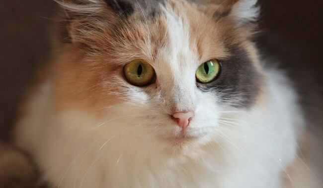 Красавица-кошка Мейз приехала из Торецка. Фото: личный архив Анастасия Климнюк 