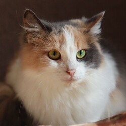 Красавица-кошка Мейз приехала из Торецка. Фото: личный архив Анастасия Климнюк 