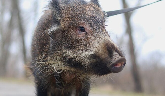 В хозяйстве Анастасии есть даже ручная свинья Фото: личный архив Анастасия Климнюк