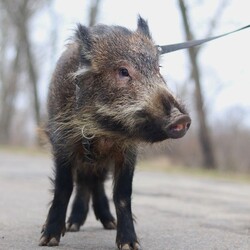 В хозяйстве Анастасии есть даже ручная свинья Фото: личный архив Анастасия Климнюк