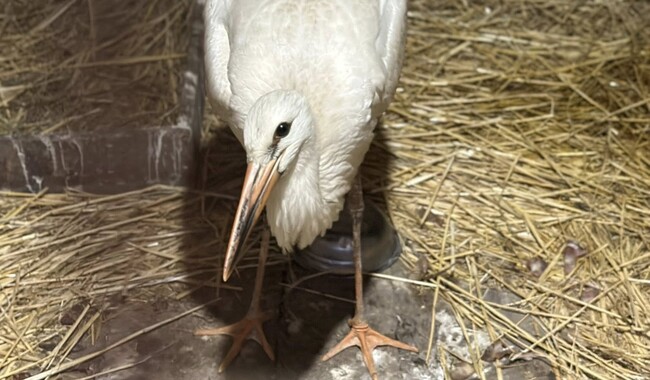 Здесь нашлось место даже аисту. Фото: личный архив Анастасия Климнюк
