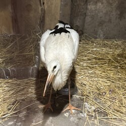 Здесь нашлось место даже аисту. Фото: личный архив Анастасия Климнюк