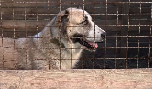 Алабай Искорка приехала из поселка Искра Донецкой области. Фото: личный архив Анастасия Климнюк 