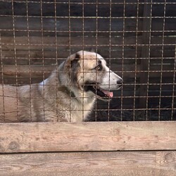 Алабай Искорка приехала из поселка Искра Донецкой области. Фото: личный архив Анастасия Климнюк 