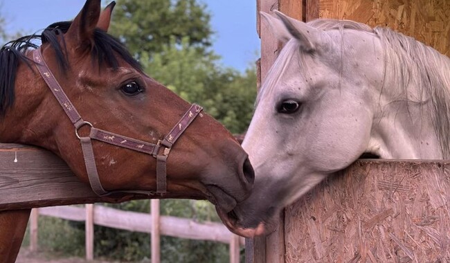 Кобылка Зоря из Сумской области и Даймонд из Харькова. Фото: личный архив Анастасия Климнюк  