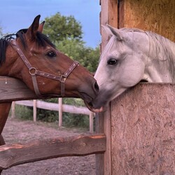 Кобылка Зоря из Сумской области и Даймонд из Харькова. Фото: личный архив Анастасия Климнюк  
