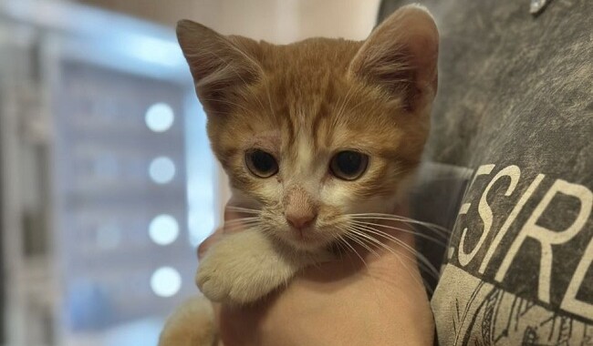 Трехмесячный Рудик из Изюма. Фото: личный архив Анастасия Климнюк 