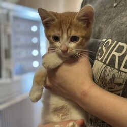 Трехмесячный Рудик из Изюма. Фото: личный архив Анастасия Климнюк 