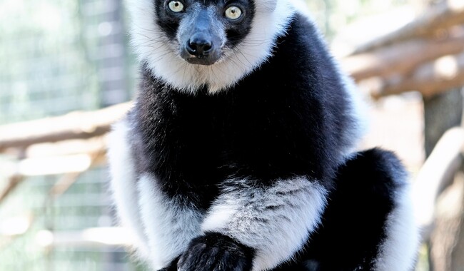 Фото: facebook.com/zoo.kyiv.ua