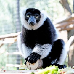 Фото: facebook.com/zoo.kyiv.ua