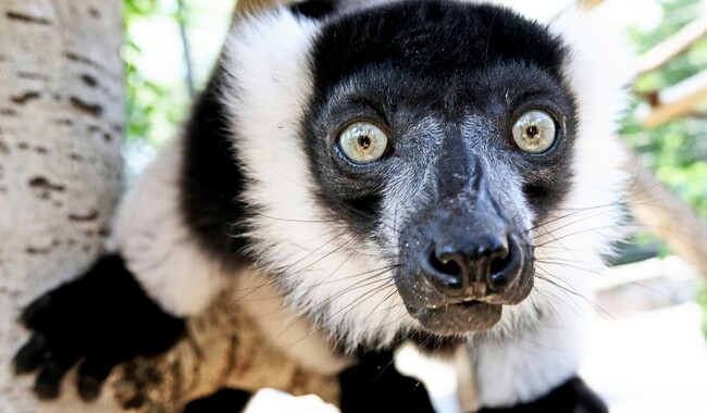 Фото: facebook.com/zoo.kyiv.ua