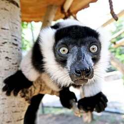 Фото: facebook.com/zoo.kyiv.ua