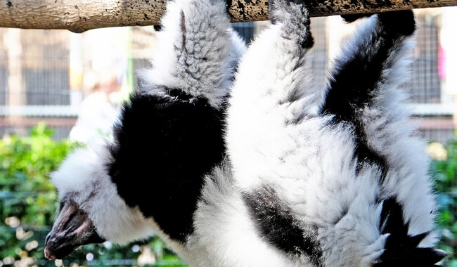 Фото: facebook.com/zoo.kyiv.ua