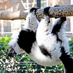 Фото: facebook.com/zoo.kyiv.ua