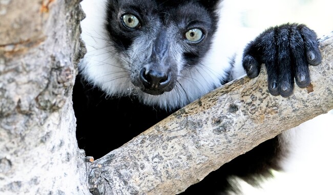 Фото: facebook.com/zoo.kyiv.ua