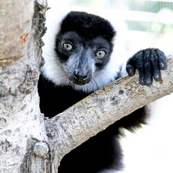 Фото: facebook.com/zoo.kyiv.ua