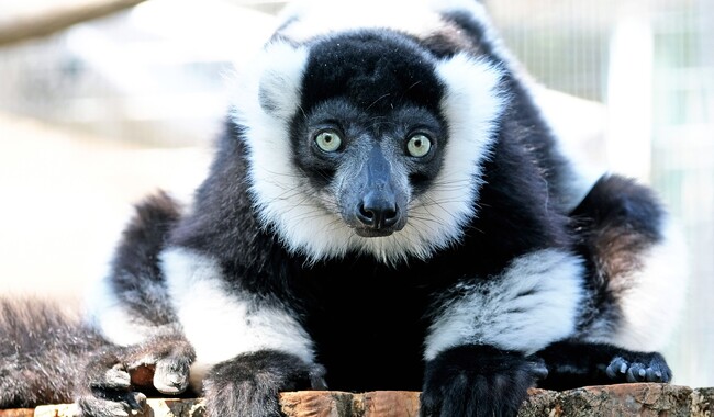 Фото: facebook.com/zoo.kyiv.ua