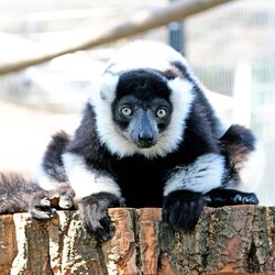 Фото: facebook.com/zoo.kyiv.ua