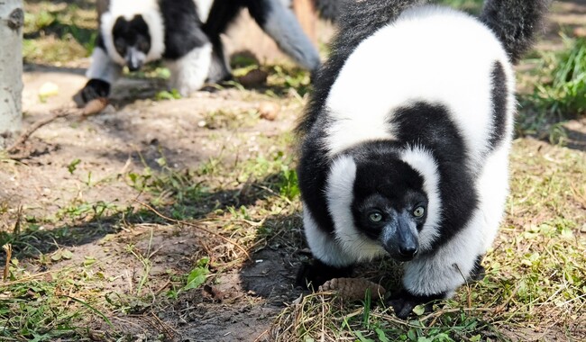 Фото: facebook.com/zoo.kyiv.ua