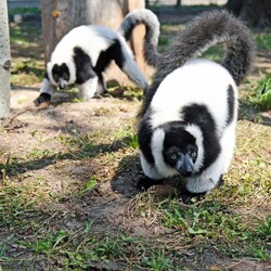 Фото: facebook.com/zoo.kyiv.ua