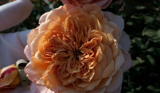 Знаменитый японский сорт Miyabi Cha чувствует себя на Винничине как дома. Фото: ФБ Марина Скирская