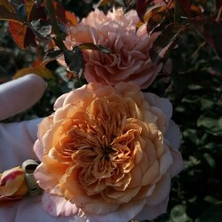 Знаменитый японский сорт Miyabi Cha чувствует себя на Винничине как дома. Фото: ФБ Марина Скирская