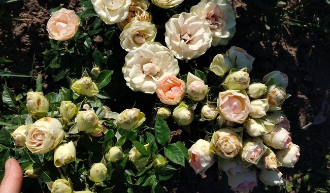 Кустовая голландская роза "Кристи" дает до 10 бутонов на одном стебел - как самостоятельный букет. Фото: ФБ Марина Скирская