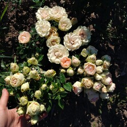 Кустовая голландская роза "Кристи" дает до 10 бутонов на одном стебел - как самостоятельный букет. Фото: ФБ Марина Скирская