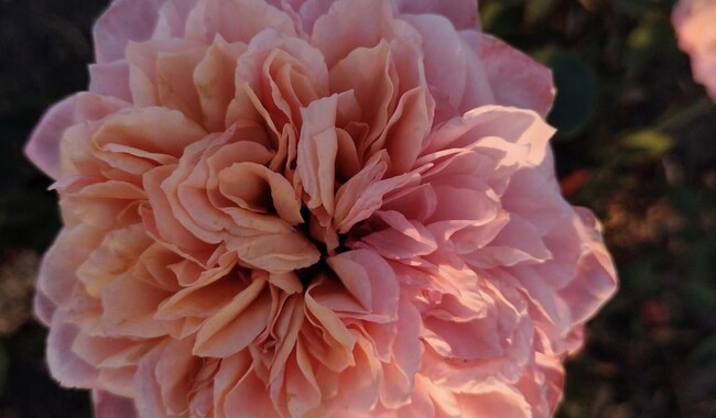 Еще один японский сорт Miyabi. Да, это тоже роза. Фото: ФБ Марина Скирская