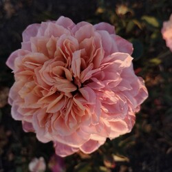 Еще один японский сорт Miyabi. Да, это тоже роза. Фото: ФБ Марина Скирская