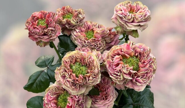 Новинка сезона в коллекции Марины - сорт Эль Патрон. Фото: ФБ Марина Скирская