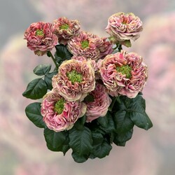 Новинка сезона в коллекции Марины - сорт Эль Патрон. Фото: ФБ Марина Скирская