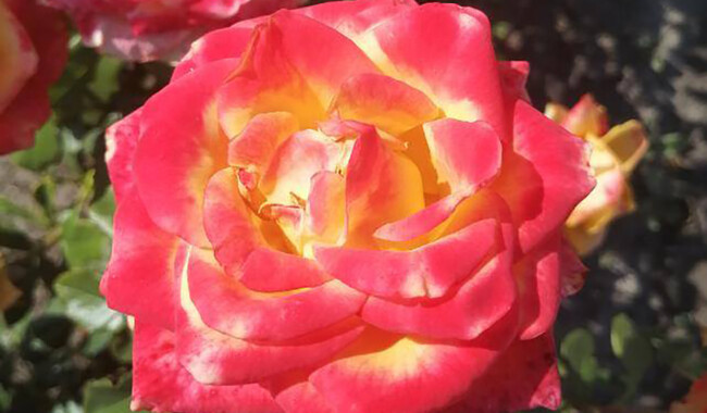 Еще одна новинка 2025 года - яркая роза сорта Харт оф Голд. Фото: ФБ Марина Скирская 