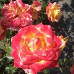 Еще одна новинка 2025 года - яркая роза сорта Харт оф Голд. Фото: ФБ Марина Скирская 