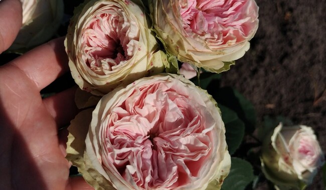 Так выглядит удивительная и редкая у нас роза сорта Балерина Саммерхаус. Фото: ФБ Марина Скирская