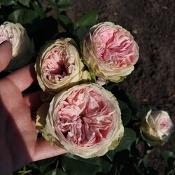 Так выглядит удивительная и редкая у нас роза сорта Балерина Саммерхаус. Фото: ФБ Марина Скирская